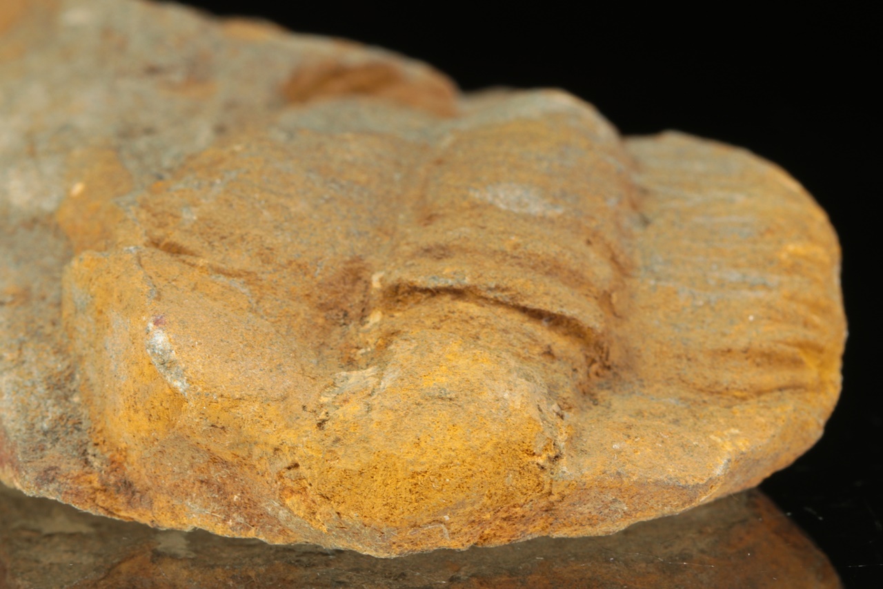 Germaropyge germari - Image 4