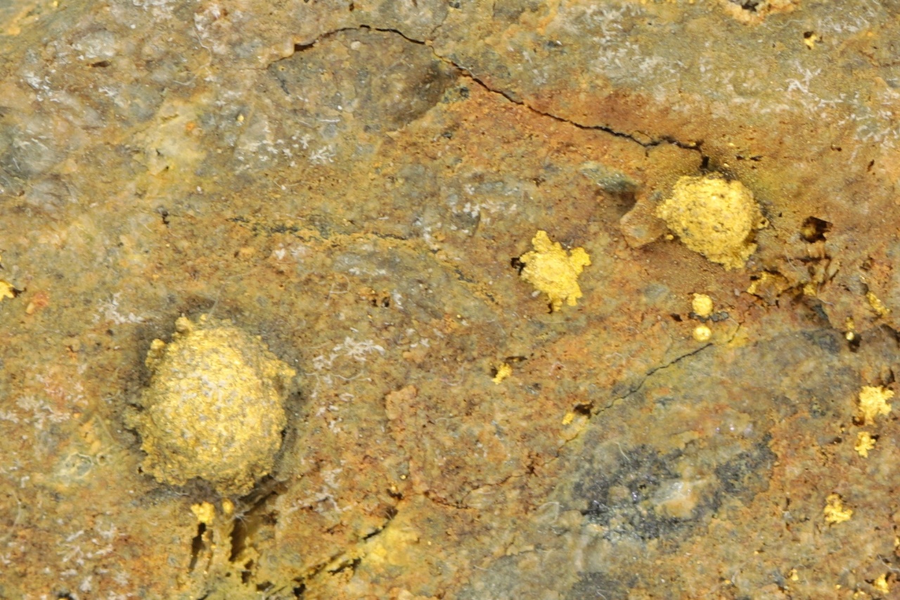 Calaverite (roasted ore) - Image 5