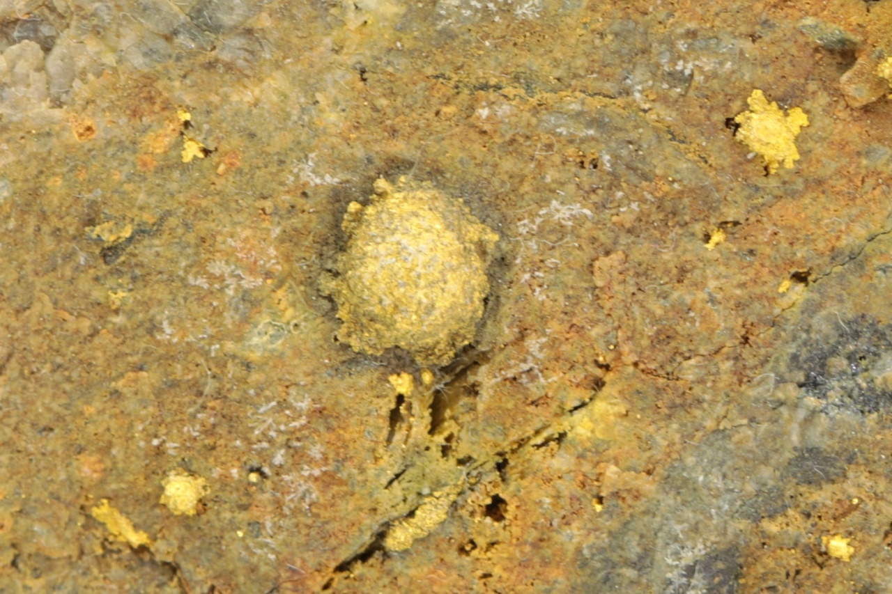Calaverite (roasted ore) - Image 6