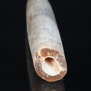 Belemnite
