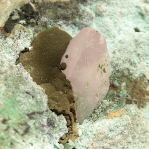 Kolwezit, kobaltokalcit