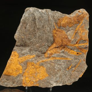 Karpoid dendrocystites