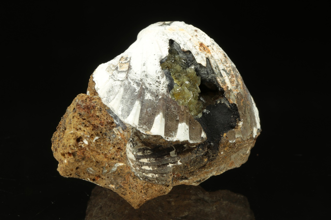 Anapait - Image 2