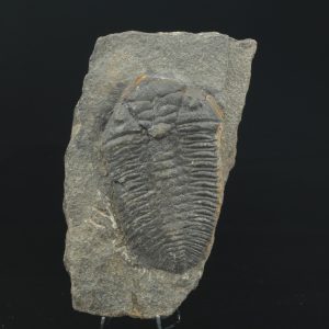 Dalmanitina socialis
